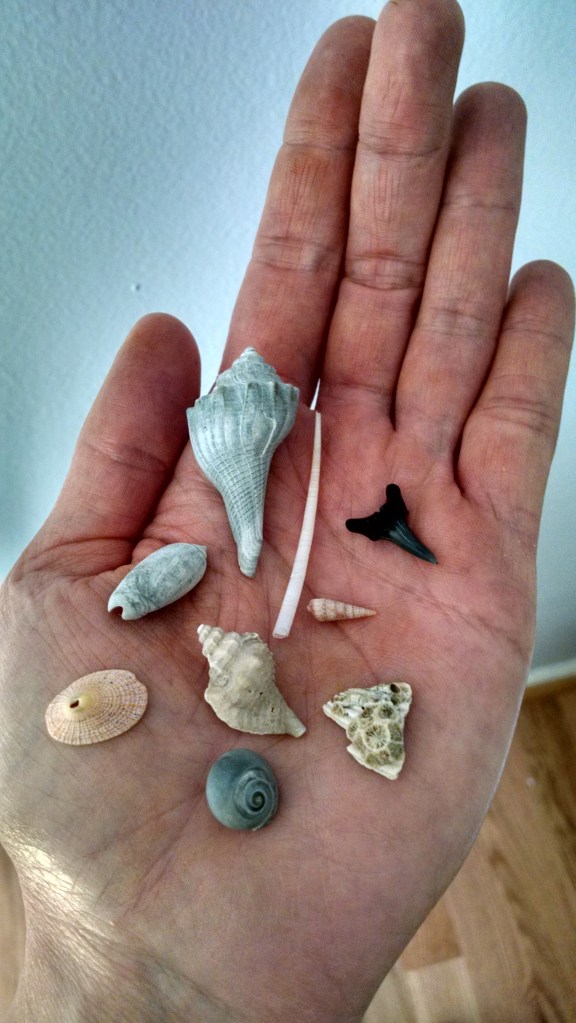 .......she seeks seashells by the seashore.......