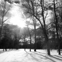 Trees-in-the-snow