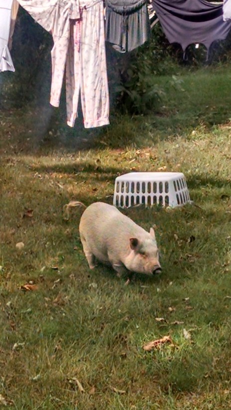 img_20160911_150721669_hdr