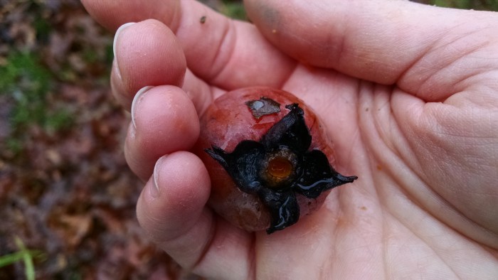 img_20161008_124042553