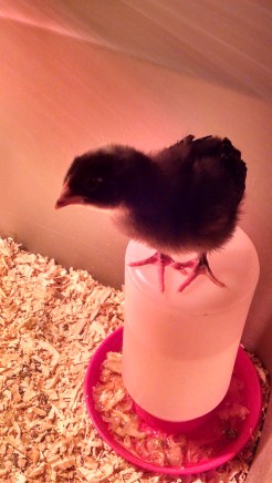 IMG_20170331_072825360_HDR