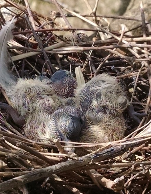 IMG_20190404_154019095